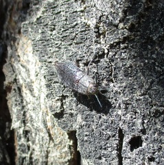 Poecilonota cyanipes