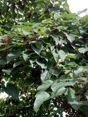 Idesia polycarpa