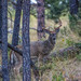 Dakota White-tailed Deer - Photo (c) rwcannon57, some rights reserved (CC BY-NC)