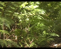 Dicksonia squarrosa