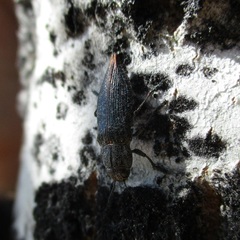 Poecilonota cyanipes