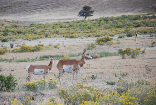 Pronghorn photographed in Montana