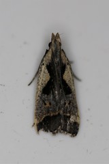 Dichomeris bilobella