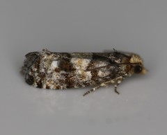 Eucopina