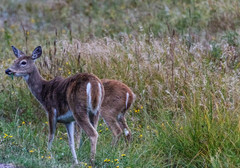 Odocoileus virginianus dacotensis