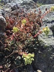 Sedum oregonense