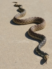 Pituophis catenifer sayi