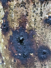 Phytophthora