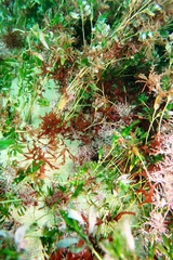 Stenogramma interruptum