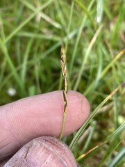 Carex anthoxanthea