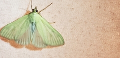 Lepidoptera