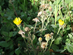 Heterotheca inuloides