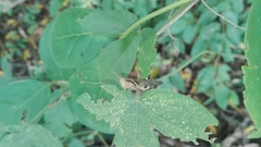 Omalotettix obliquus