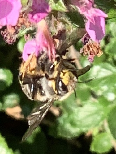 European wool carder bee