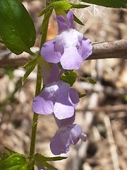 Sairocarpus vexillocalyculatus breweri