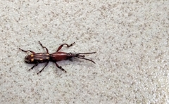 Arrhenodini