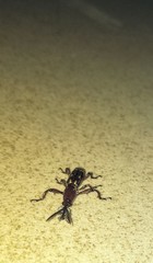 Arrhenodini
