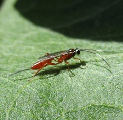 Mesostenus thoracicus