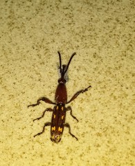 Arrhenodini
