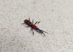Arrhenodini