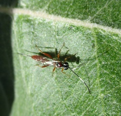 Mesostenus thoracicus