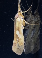 Limnephilus rhombicus