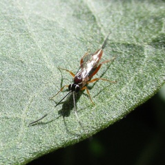 Mesostenus thoracicus