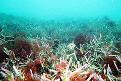 Scobinichthys granulatus