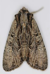 Apamea cariosa