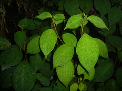 Miconia multiplinervia