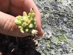 Sedum oregonense