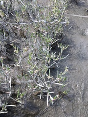 Spergularia canadensis