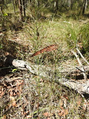 Macrozamia pauli-guilielmi