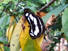Athyma nefte subrata