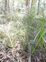 Macrozamia pauli-guilielmi