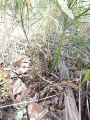 Macrozamia pauli-guilielmi