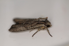 Apamea cariosa