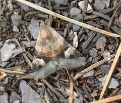 Drasteria perplexa