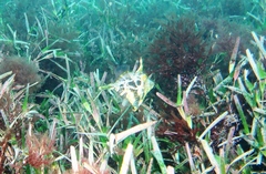 Scobinichthys granulatus