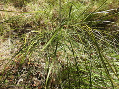 Macrozamia pauli-guilielmi