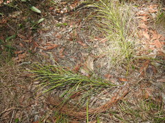 Macrozamia pauli-guilielmi