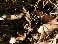 Macrozamia pauli-guilielmi