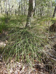 Macrozamia pauli-guilielmi