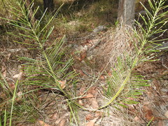 Macrozamia pauli-guilielmi