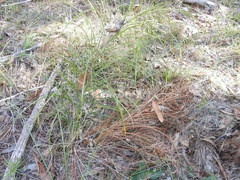 Macrozamia pauli-guilielmi