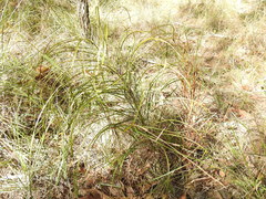 Macrozamia pauli-guilielmi