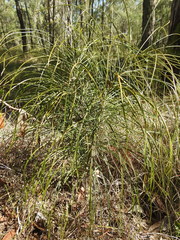 Macrozamia pauli-guilielmi