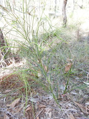 Macrozamia pauli-guilielmi