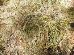 Macrozamia pauli-guilielmi