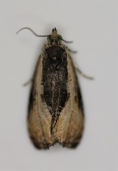 Olethreutes nigranum